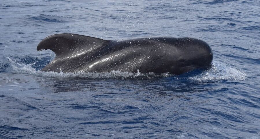 All Inclusive Whale and Dolphin Watching Luxury Tour - Starting at Funchal’s new marina