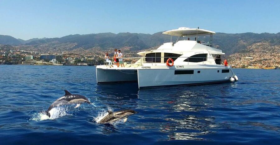 All Inclusive Whale and Dolphin Watching Luxury Tour - Local snacks and an open bar at sea