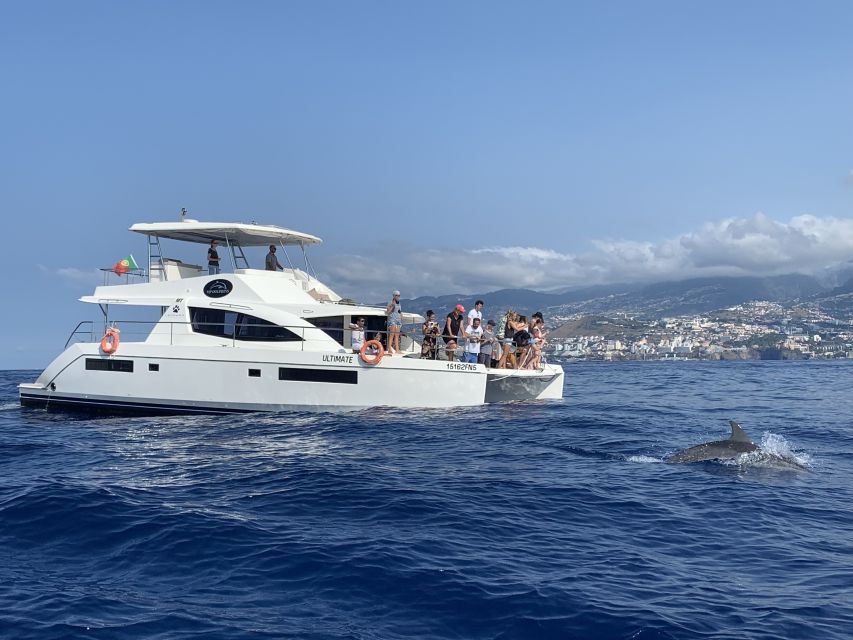 All Inclusive Whale and Dolphin Watching Luxury Tour - The 30-minute wildlife search and secret stop