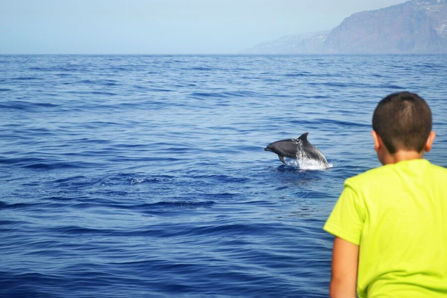 All Inclusive Whale and Dolphin Watching Luxury Tour - The 45-minute return along the Funchal coast