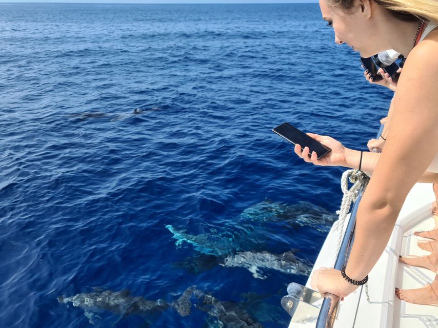 All Inclusive Whale and Dolphin Watching Luxury Tour - The honest wildlife question