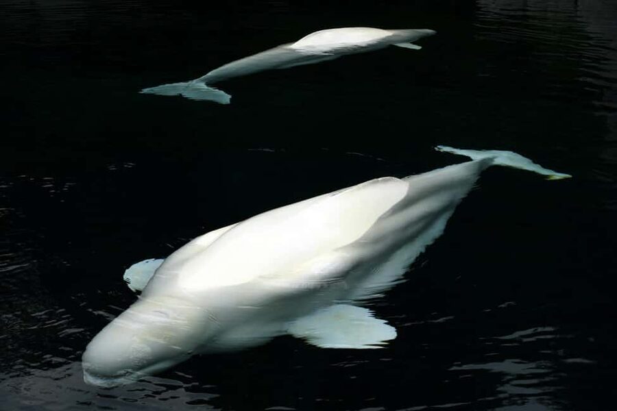 Aquarium & StanleyPark+20 Gem Spots+City/Vip Car+Small Group - Key things to know before booking