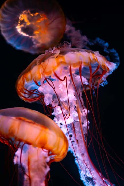 Aquarium & StanleyPark+20 Gem Spots+City/Vip Car+Small Group - Starting near Burrard and crossing downtown