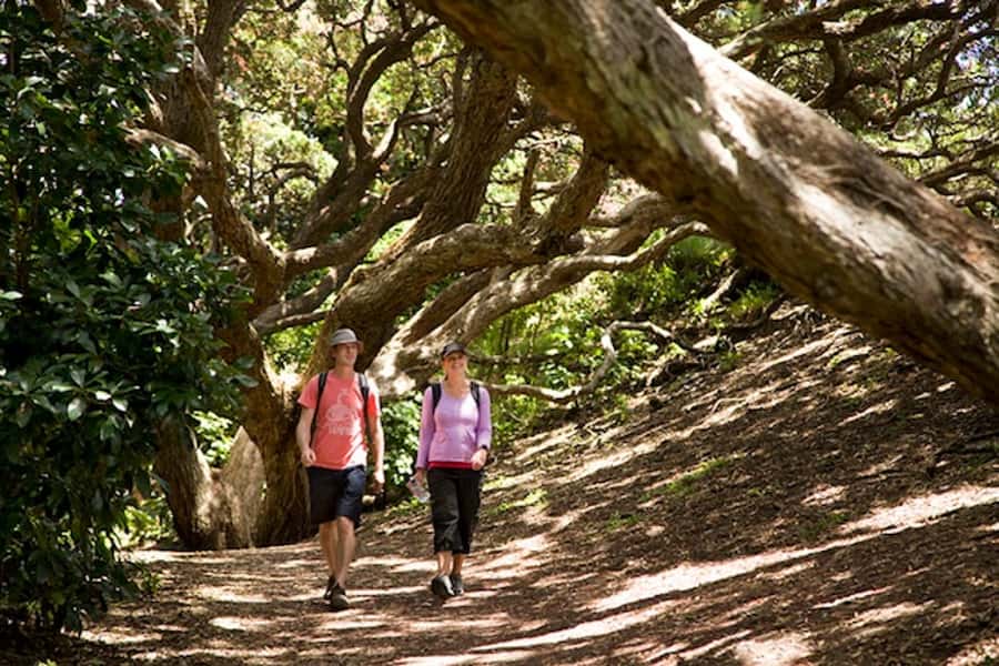 Auckland City & West Coast Luxury Tour - Why this Auckland tour works for first-time visitors