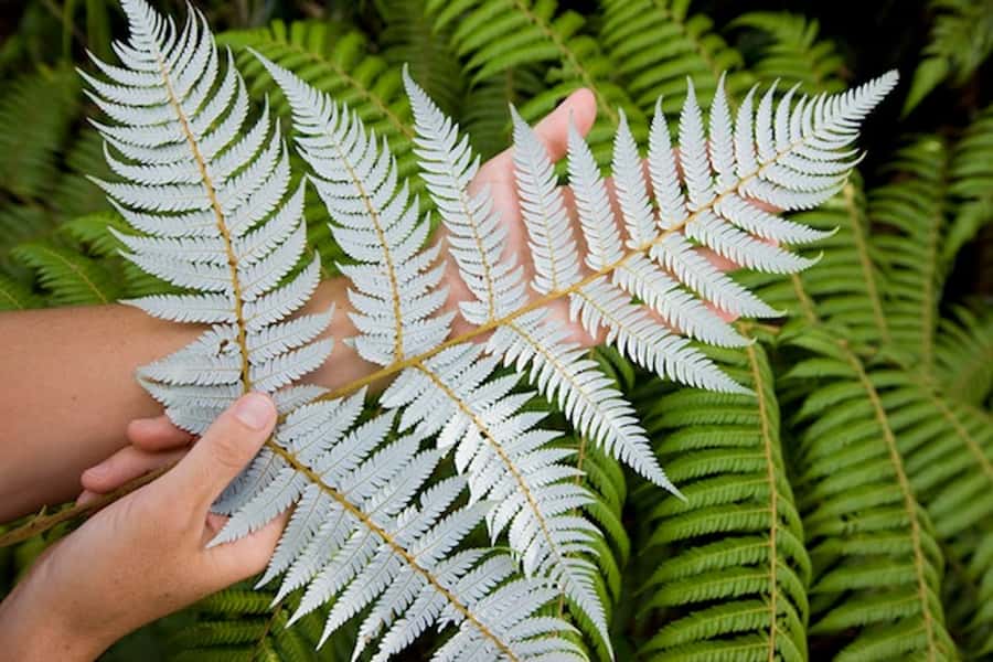 Auckland City & West Coast Luxury Tour - Māori culture and the value of the guide