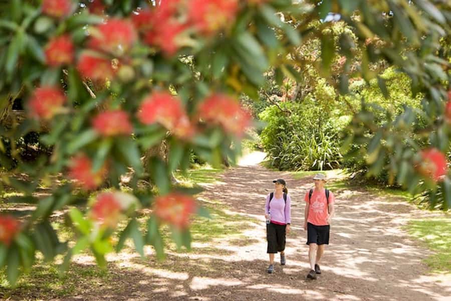 Auckland City & West Coast Luxury Tour - Starting through Auckland Domain and Parnell