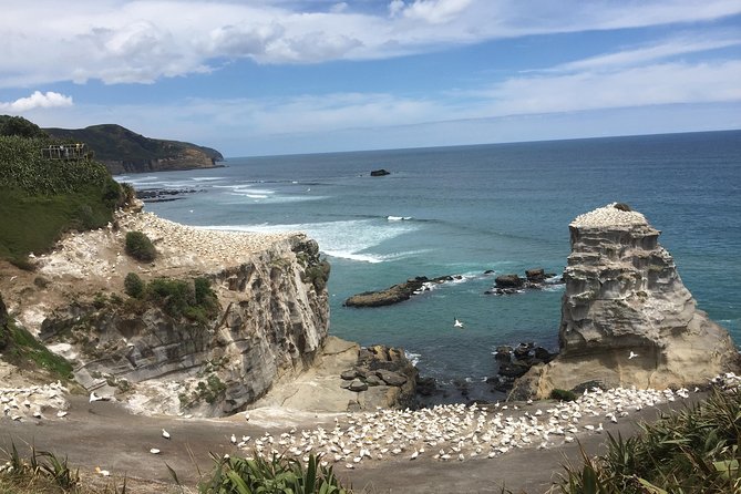 Auckland Sights Exclusive 4 Hour Luxury Day Tour - Why a private Auckland tour can be useful