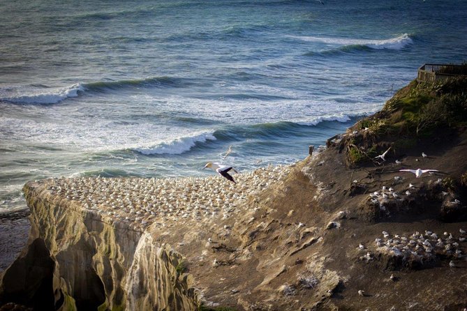 Auckland Sights Exclusive 8 Hour Luxury Day Tour - Why a private Auckland day tour can make sense
