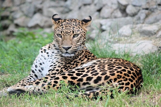 Best 5 Days Tanzania Private Luxury Safari with luxury Lodges - Day One: Tarangire’s Elephants and Baobabs