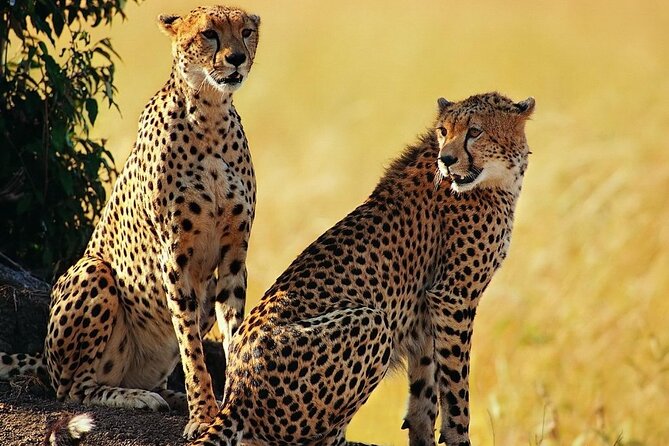 Best 5 Days Tanzania Private Luxury Safari with luxury Lodges - Day Four: Leaving the Serengeti for the Crater Rim