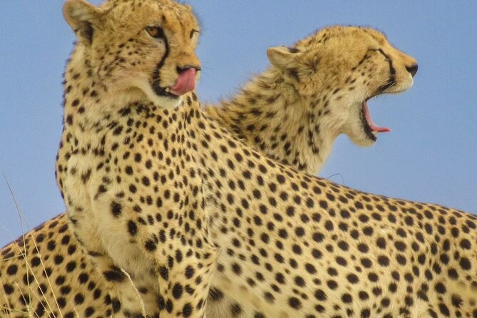 Big Five Luxury 7 Days Safari Tour in Arusha - Day 4: A Full Serengeti Game-Drive Day