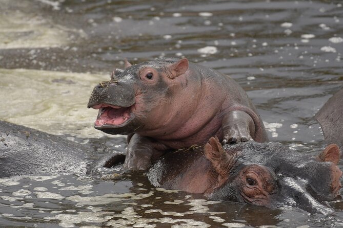 Big Five Luxury 7 Days Safari Tour in Arusha - Day 5: Ngorongoro Crater and the Black Rhino Chance