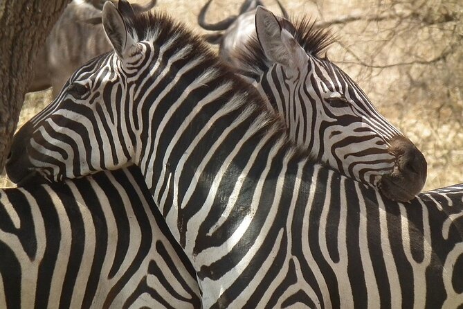 Big Five Luxury 7 Days Safari Tour in Arusha - What $2,992 Represents