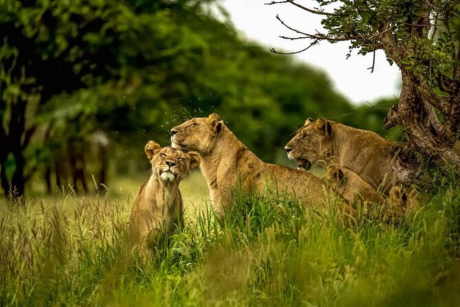 Big Five Luxury 7 Days Safari Tour in Arusha - Guiding, Vehicle Time, and Group Size
