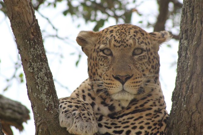 Big Five Luxury Safari in Tanzania - What $2,900 buys you in Tanzania