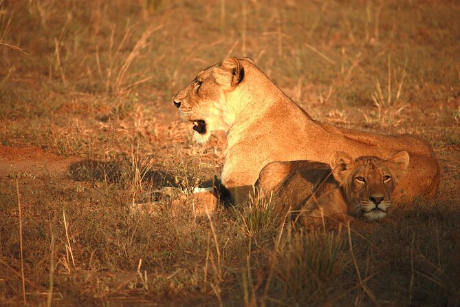 Big Five Luxury Safari in Tanzania - Day 4: One full Serengeti day makes a difference