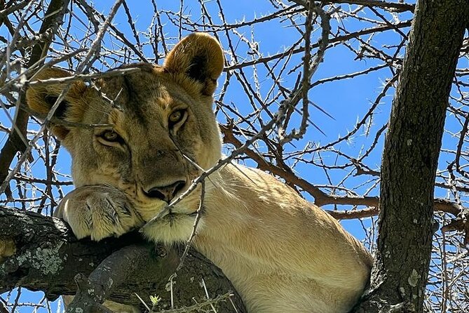 Big Five Luxury Safari in Tanzania - Day 6: Lake Manyara closes the wildlife circuit