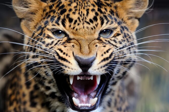 Big Five Luxury Safari in Tanzania - Day 7: A quiet finish before flying home