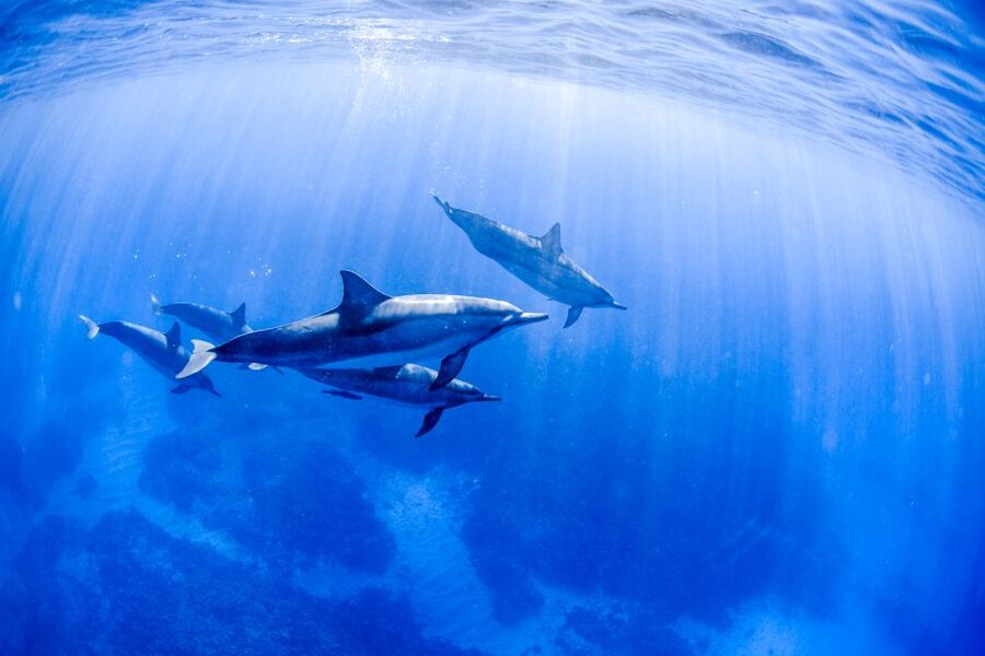 Big Island: Luxury Catamaran Trip along the Kona Coast - Lunch, drinks, and time to relax