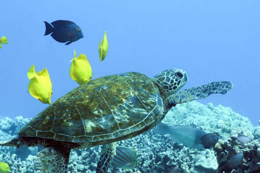 Big Island: Luxury Catamaran Trip along the Kona Coast - Cruising the Kona Coast aboard No Wiki