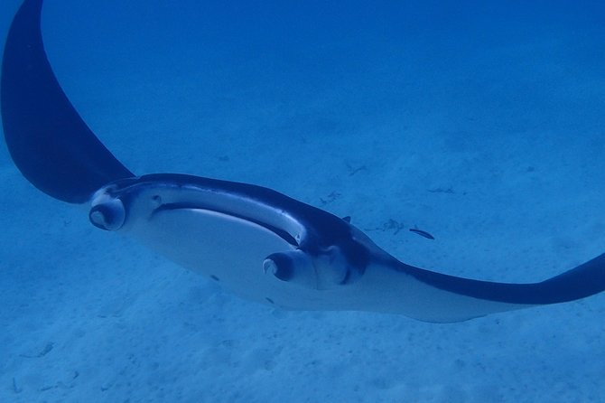 Bora Bora: Luxury Private Half Day Snorkeling Tour - Why this private Bora Bora cruise is worth considering