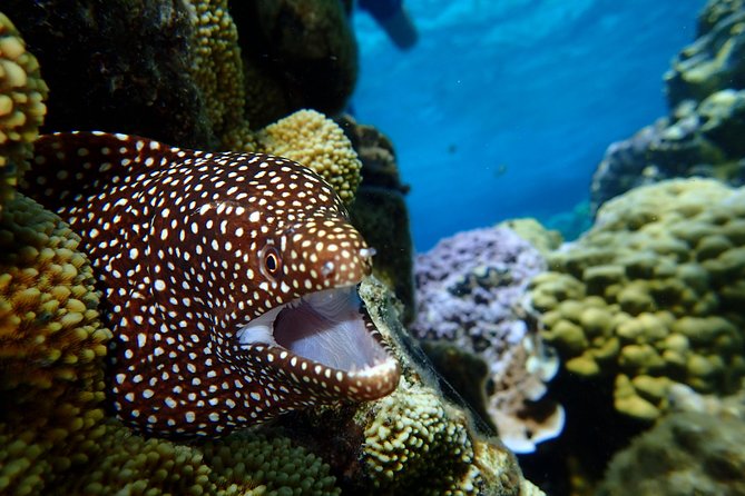 Bora Bora: Luxury Private Half Day Snorkeling Tour - Moray eels, barracuda, and the smaller surprises