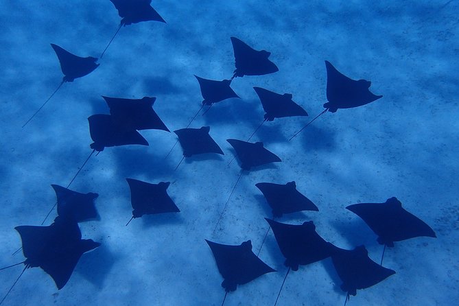Bora Bora: Luxury Private Half Day Snorkeling Tour - Is $780 a fair price?