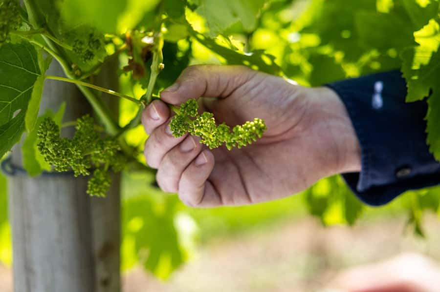 Brisbane: Boutique Winery Tour with Gourmet Lunch - The secret stop, local treats, and shopping