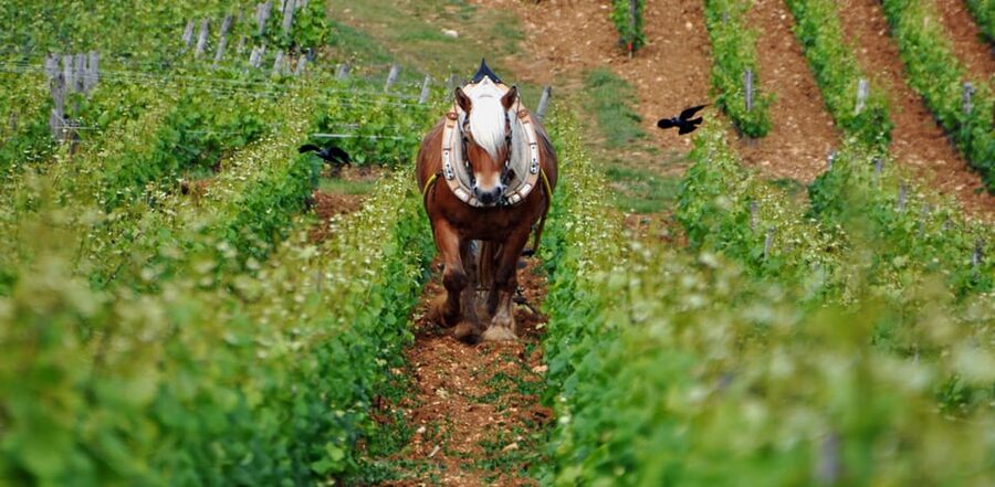 Burgundy Vineyards: Luxury Private Tours - What this private Burgundy day is really about