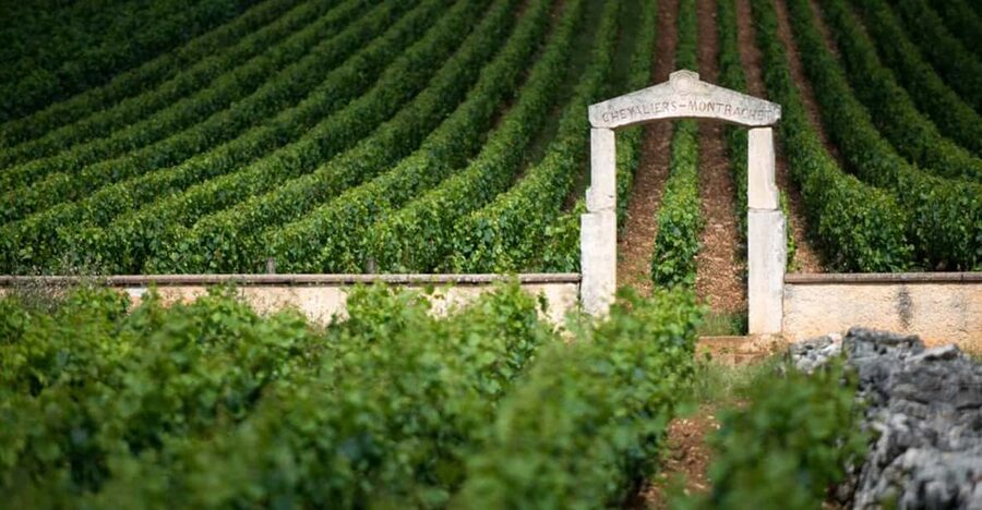Burgundy Vineyards: Luxury Private Tours - Starting in the Côte de Beaune vineyards