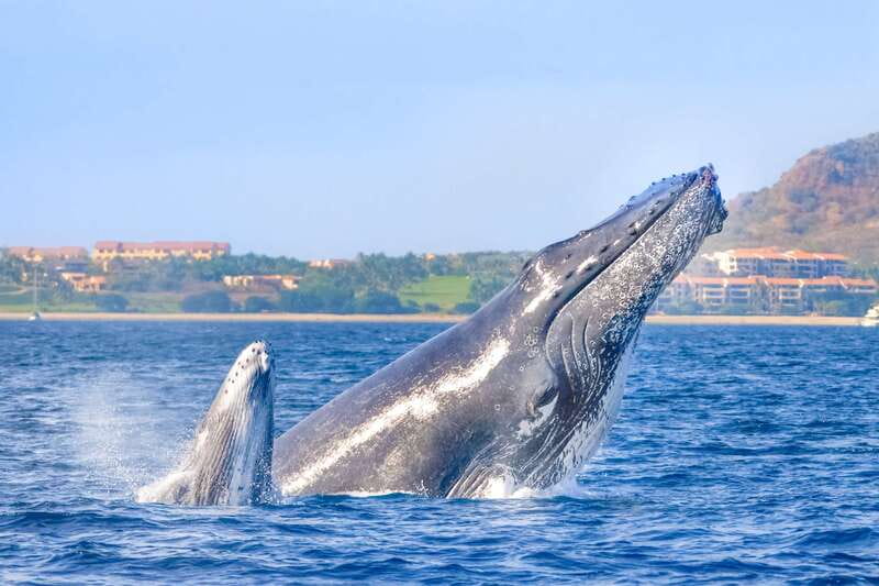 Cabo San Lucas: Luxury Catamaran Whale Watching Experience - Key details before you set sail