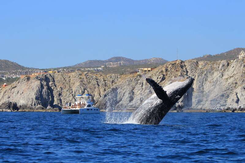 Cabo San Lucas: Luxury Catamaran Whale Watching Experience - Why this Cabo whale cruise is worth your morning