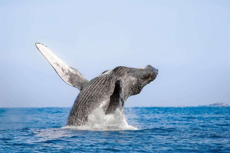 Cabo San Lucas: Luxury Catamaran Whale Watching Experience - Boarding a French-made, double-deck catamaran