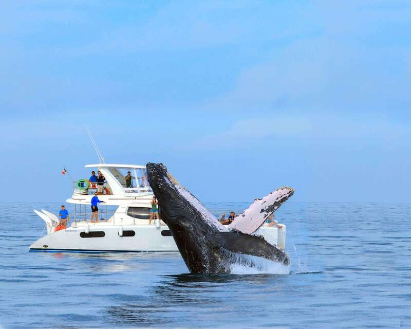 Cabo San Lucas: Luxury Catamaran Whale Watching Experience - Cruising past the Arch and along two oceans