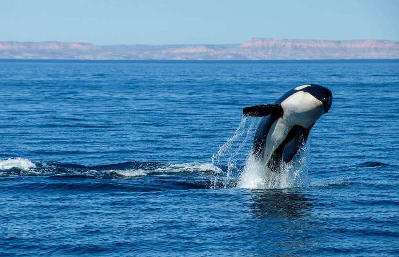 Cabo San Lucas: Luxury Catamaran Whale Watching Experience - Finding humpback whales without crowding them