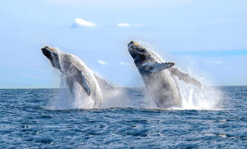 Cabo San Lucas: Luxury Catamaran Whale Watching Experience - Check-in at Cabo Adventures and the marina