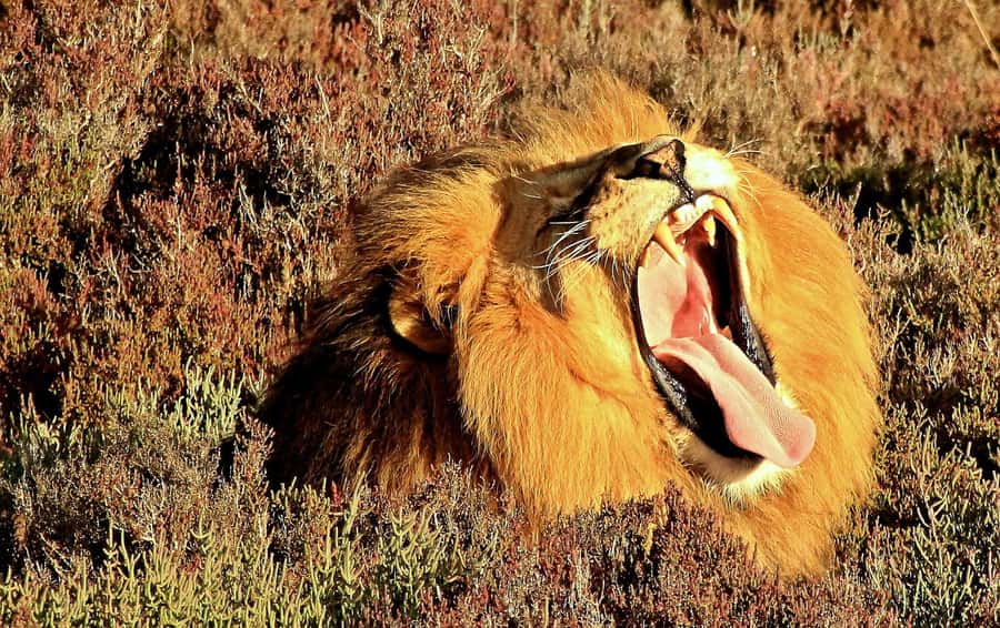 Cape Town: 2-Day Wildlife Tour with Safaris and Luxury Stay - The real shape of this Cape Town safari