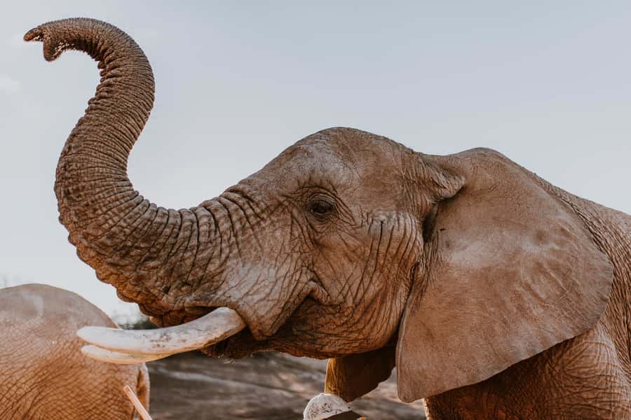 Cape Town: 2-Day Wildlife Tour with Safaris and Luxury Stay - Buffelsdrift Lodge: the night that makes the trip worthwhile