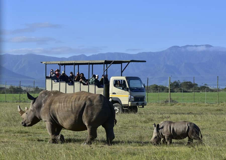 Cape Town: 2-Day Wildlife Tour with Safaris and Luxury Stay - Guides, groups, and the comfort question