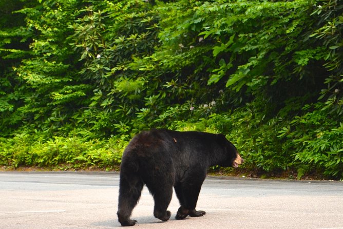 Carolina Waterfalls and Highlands Private VIP Boutique Tour - Why this private tour works well from Asheville