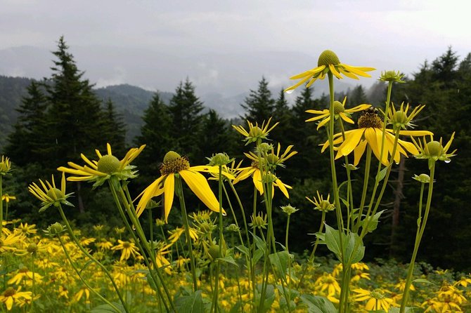 Carolina Waterfalls and Highlands Private VIP Boutique Tour - Cliffside Lake adds breathing room