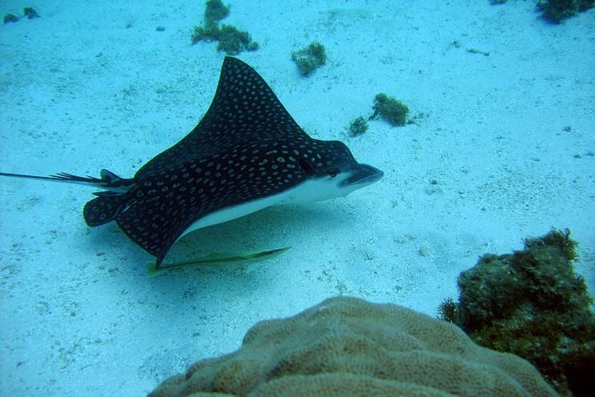 Catalina Island - Snorkeling tour on a luxury catamaran - The Casa de Campo coast and Chavón River return