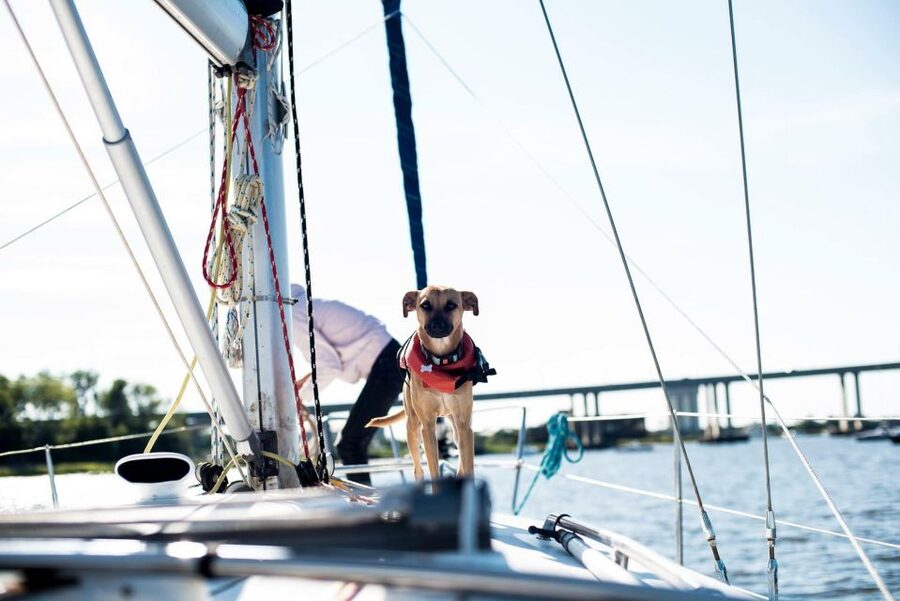 Charleston: Private BYOB Luxury Yacht Cruise - Castle Pinckney, Fort Sumter, and the harbor views