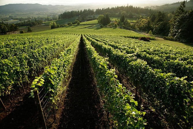 Chianti Vineyards Tours in Private Luxury Van from Florence - Why a private Chianti day works so well