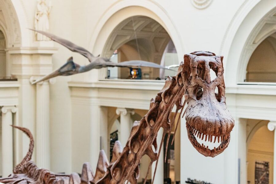 Chicago: Field Museum of Natural History Ticket or VIP Tour - Why the Field Museum deserves a full day