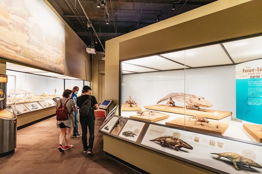 Chicago: Field Museum of Natural History Ticket or VIP Tour - Who will enjoy this museum most