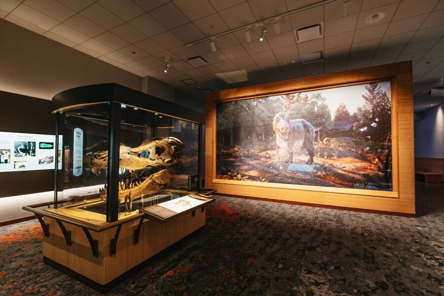 Chicago: Field Museum of Natural History Ticket or VIP Tour - Should you book the Field Museum?