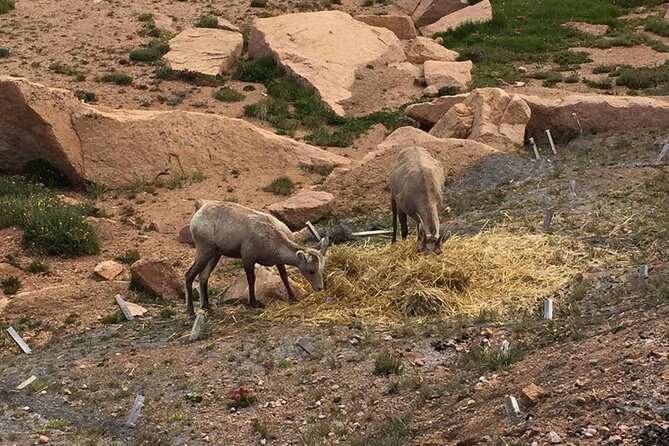 Colorado Springs Pikes Peak Luxury Jeep Tours - Why riding up Pikes Peak makes sense