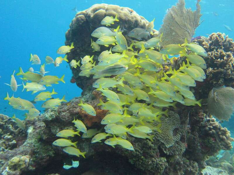 Cozumel: VIP Glass Bottom Boat & Snorkeling 3 Reefs Tour - Why the Guides Matter More Than the Glass Bottom