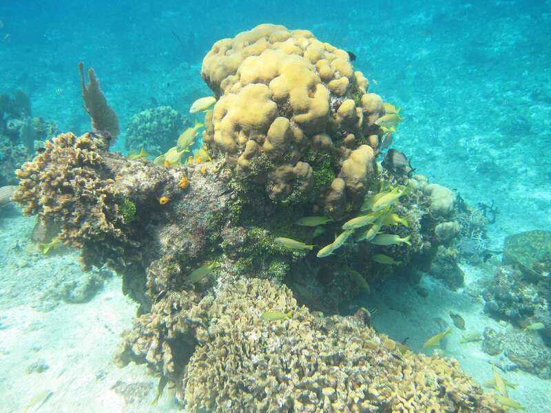 Cozumel: VIP Glass Bottom Boat & Snorkeling 3 Reefs Tour - Who Will Enjoy This Cozumel Tour Most?